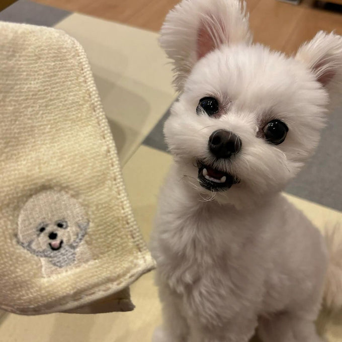 犬好きにはたまらない、ビションフリーゼの刺繍を施した抗菌防臭機能付きのハンカチ