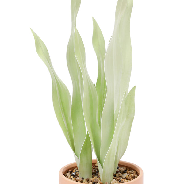 ポット付きアートグリーン サンセベリア M